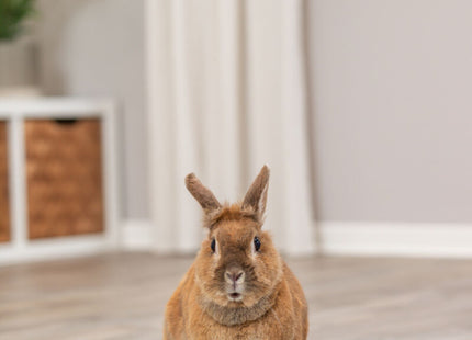 Trixie Kaninchen-Spiel Snack Board – Kunststoff, ø20cm
