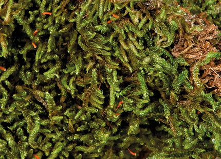 Trixie Terrarienmoos - Natürliches Substrat 200g grün