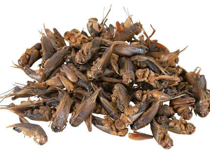 Trixie - Getrocknete Grillen, 25g, natur