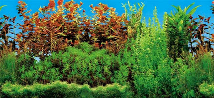 Trixie Aquarien-Rückwand doppelt Süsswasser