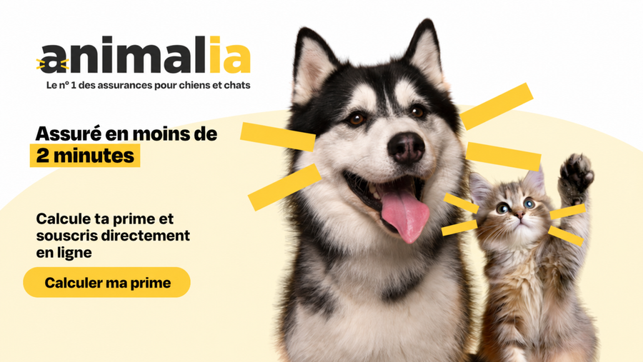 Assurance Animalia en Suisse pour chiens et chats – protection en cas d’accident et de maladie