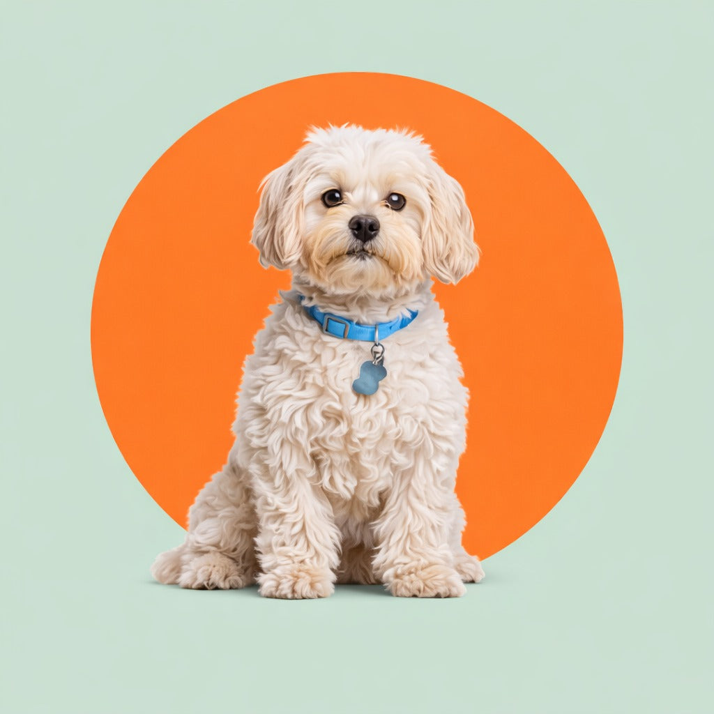 Kleiner Hund – bis ca. 12 kg