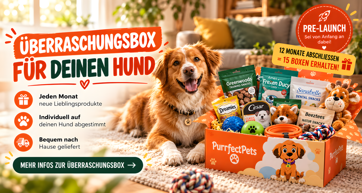 Überraschungsbox bei Purrfect Pets – Leckerli, Spielzeug und Futter für Hunde in einer Box
